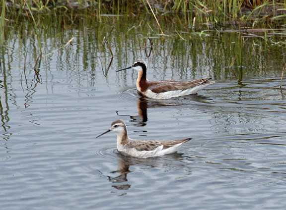 Phalaropus tricolor