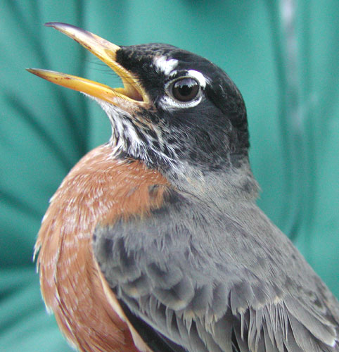 Turdus migratorius